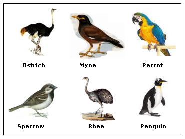 Classifying Living Organisms